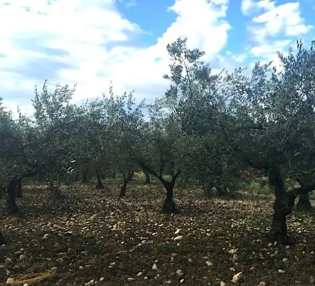 olivo Crognalegno