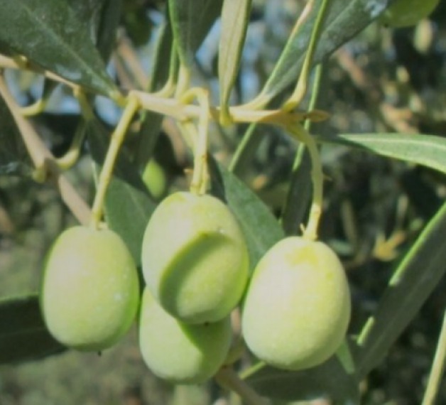 olive Intosso