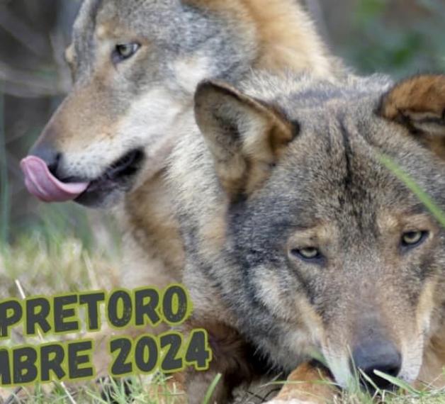 lupi a Pretoro