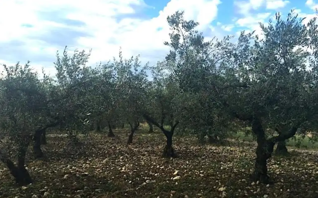 olivo Crognalegno