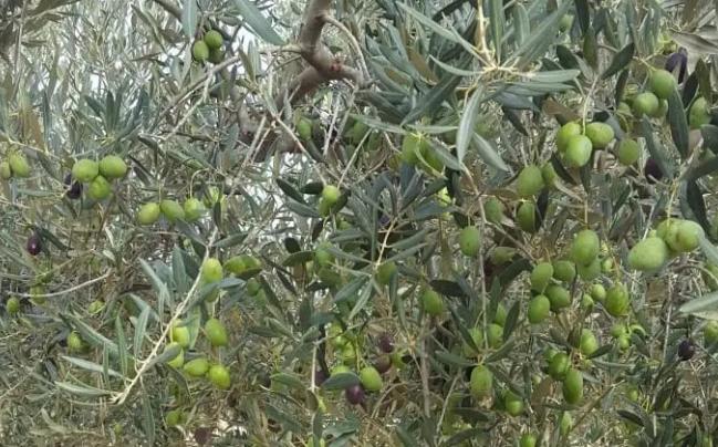 olivo da Intosso