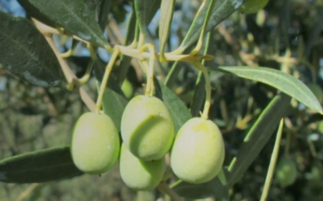 olive Intosso