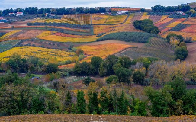 strade del vino