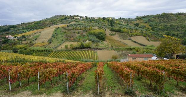Strada del vino Abruzzo
