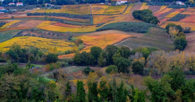 strade del vino