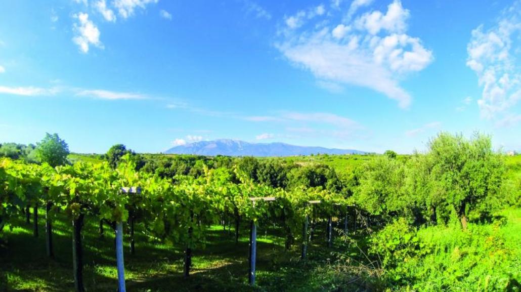 Bio Cantina Orsogna