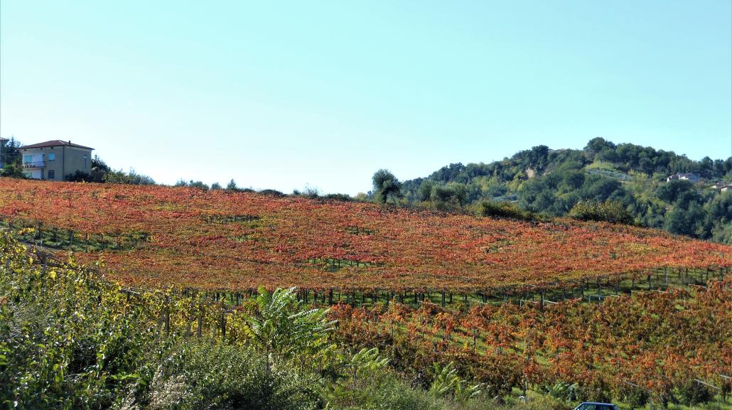 Vigneti