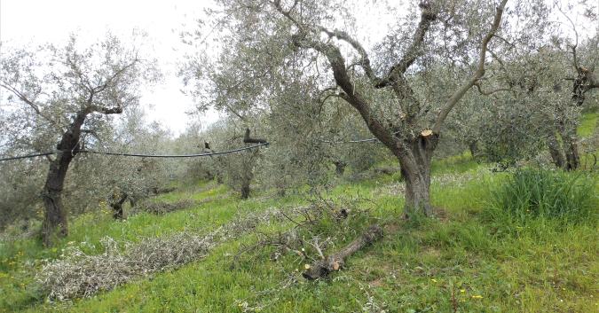 alberi di ulivo