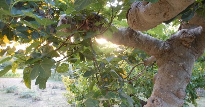 albero di fichi