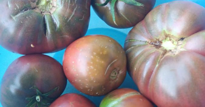 pomodori Cherokee, di antica origine americana