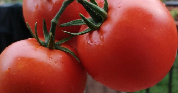 pomodori "del fronte"