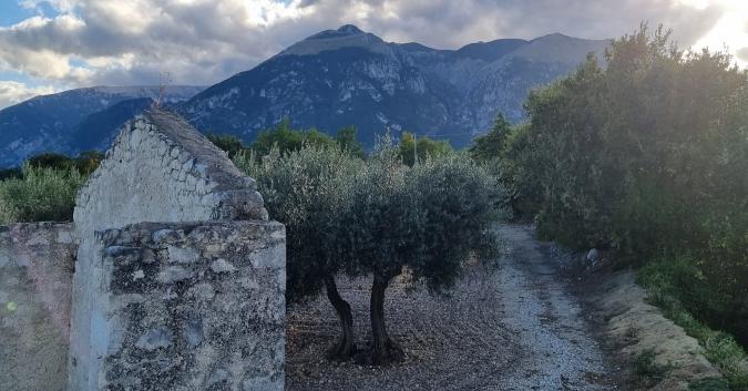 l'uliveto tra le cime della Maiella