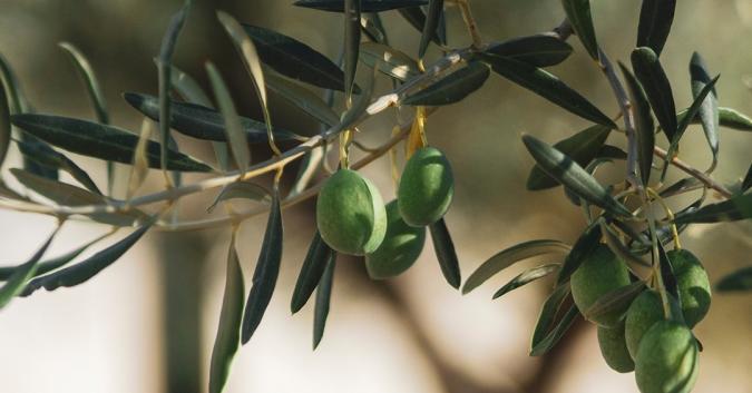 olive