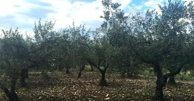 ulivi di Crognalegno