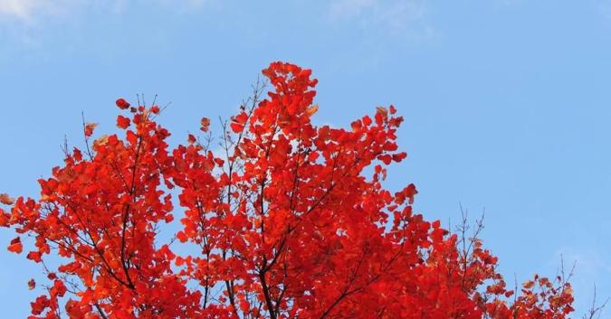 foliage