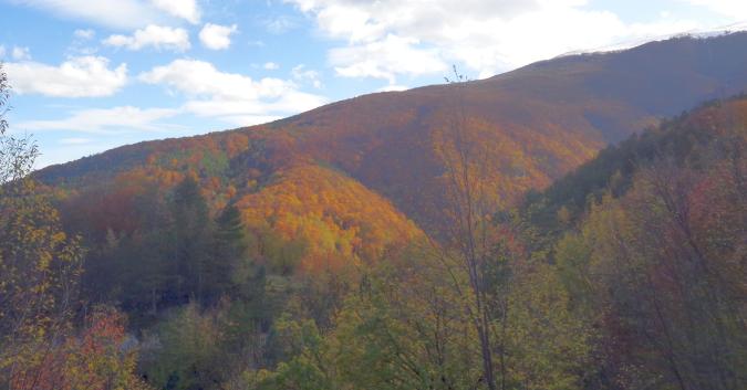 foliage