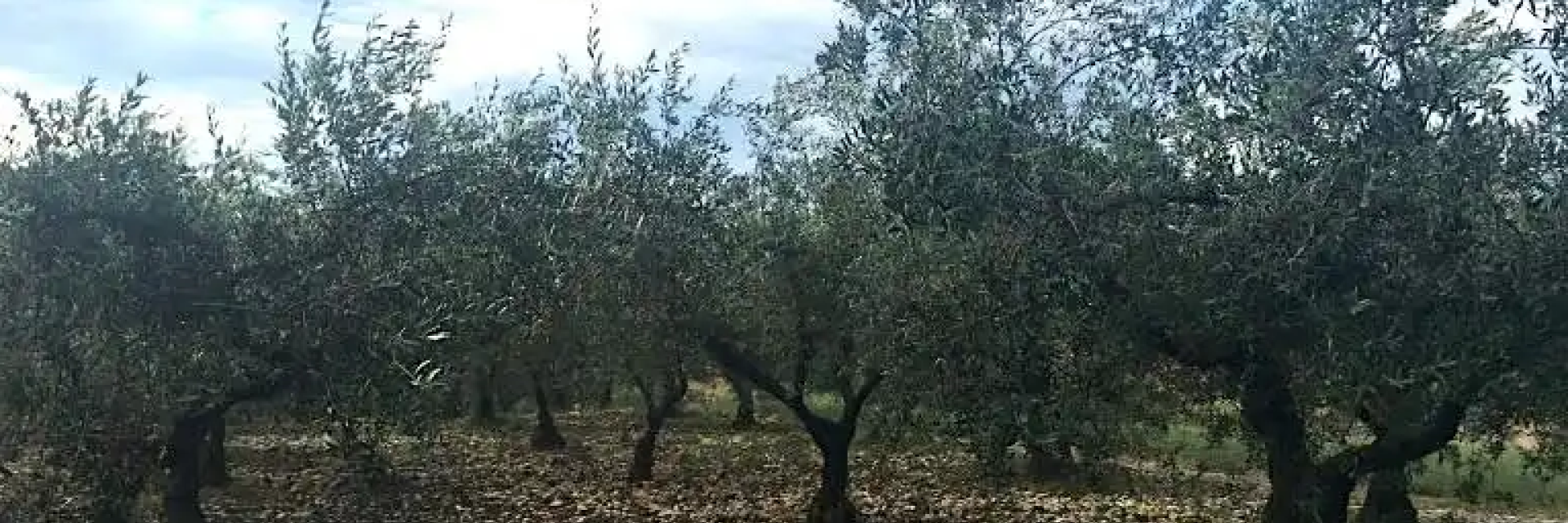 olivo Crognalegno