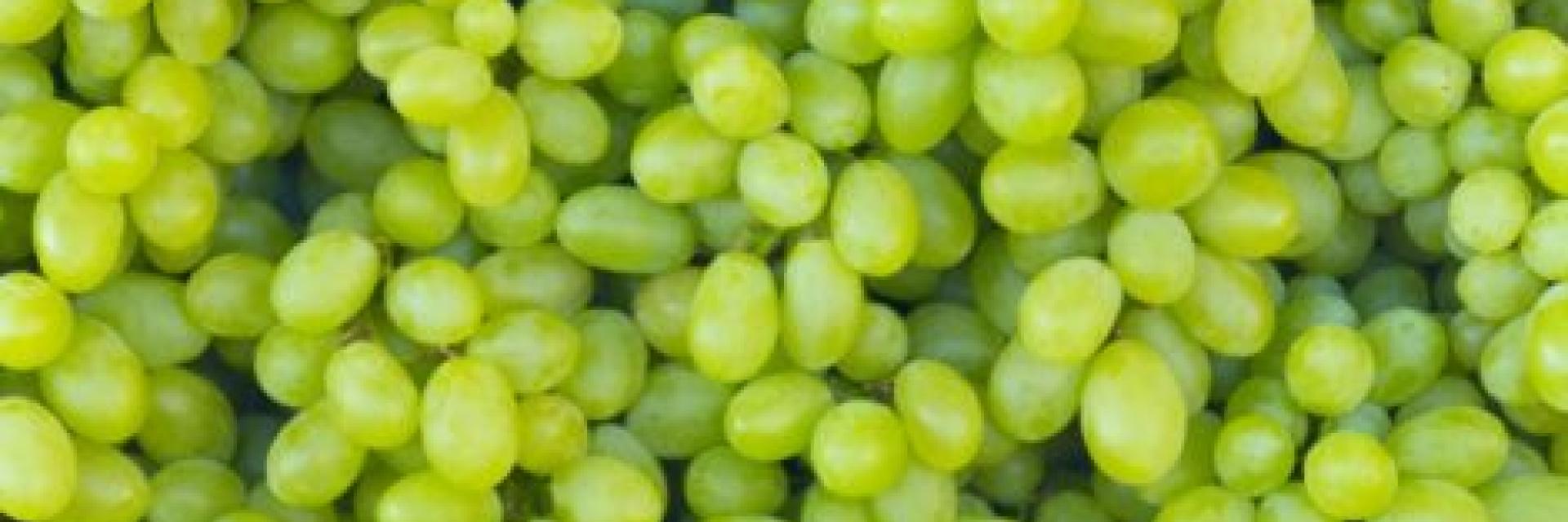 Uva Pergolone