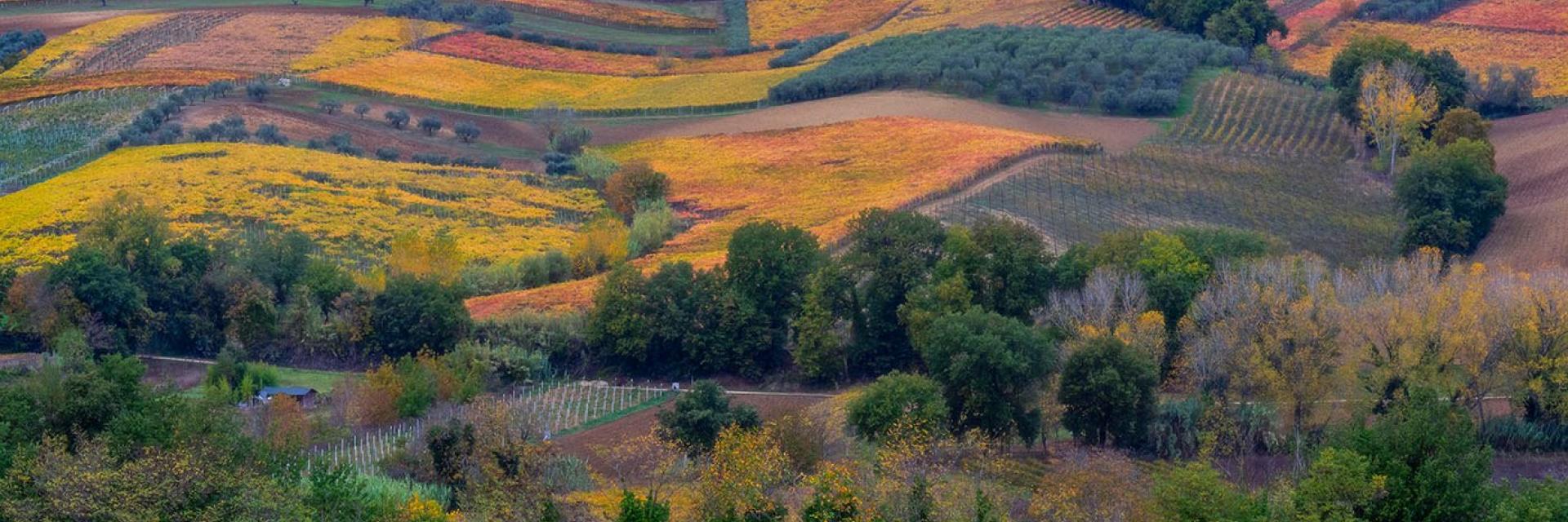 strade del vino